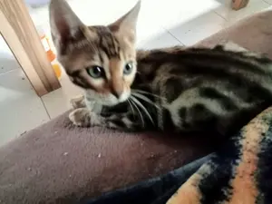 Wunderschöne Bengal Kitten mit Stammbaum 13 Wochen haben ihren Koffer gepackt 