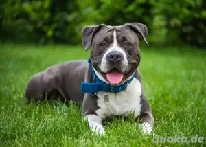 Suche! Staffordshire Bullterrier oder Bully