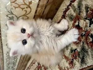 Reinrassig Perser Kitten suchen neues Zuhause!