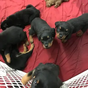 Hochwertige Rottweiler-Welpen
