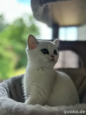 Britisch Kurzhaar Kitten mit Stammbaum   auszugsbereit & topgesund     Unsere zauberhaften Britisch 