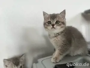 Reinrassige BKH Kitten