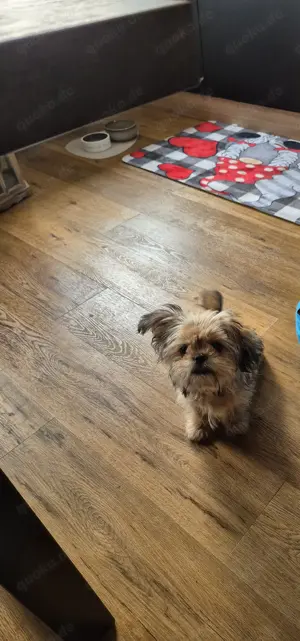 Shih Tzu 3 Monate alt 