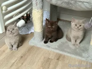 Seltene BKH Kitten -männlich 