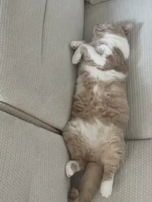 BKH Katze 
