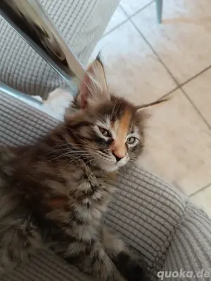 Maine Coon Kitten