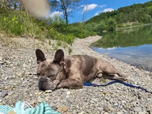 Beckrüde Bruno in Blue Merle 