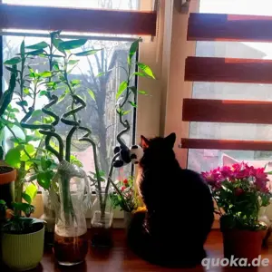 Katze sucht zuhause