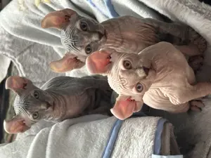 Drei Jungen der Sphinx-Elf sind bereit für eine Reservierung.