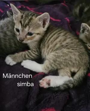 ekh kitten 