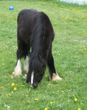 Wunderschöner Smoky Black Irish Cob