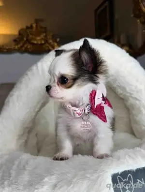 weibliche Chihuahua-Welpen
