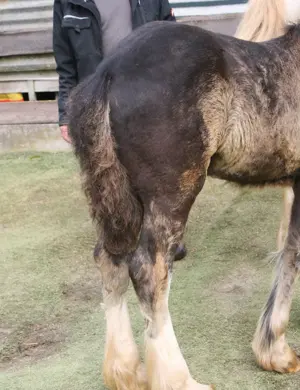 Wunderschöner Smoky Black Irish Cob Bild 5