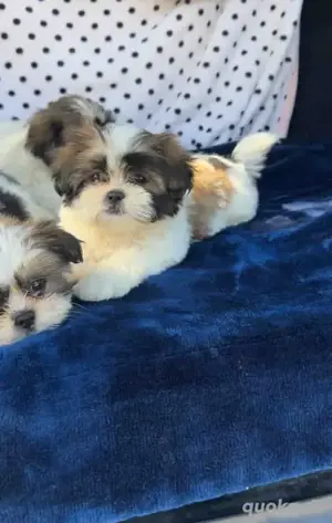 Shih Tzu Welpen