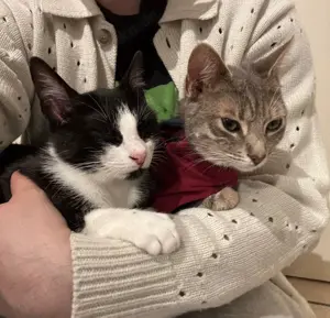 Genova & Tirreni   zwei lebendige Katzenmädchen suchen ein gemeinsames Zuhause