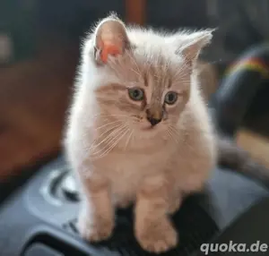 Britisch Kurzhaar Kitten Lennox Twiggy