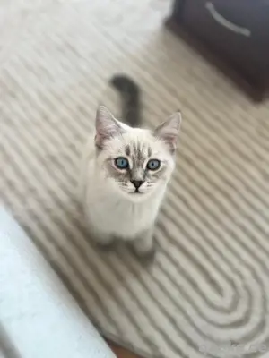 Ragdoll Geschwister werden nur zusammen abgeben