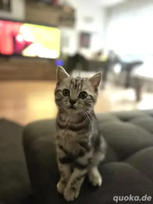 Noch zwei süße Kater suchen ein zu Hause