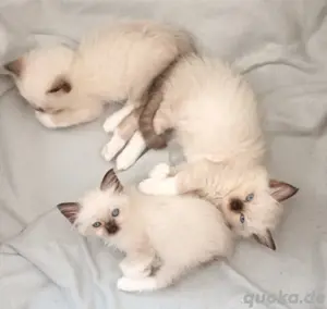Süsse Ragdoll Kitten abzugeben 
