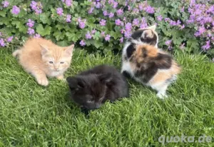 Babykatzen abzugeben Mix