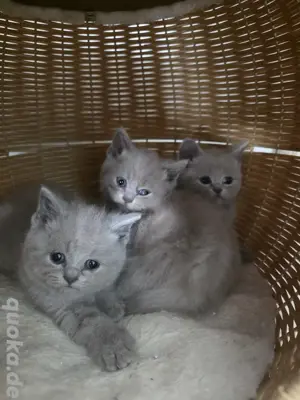 BKH Kitten lilac 