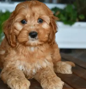  Cockapoo Welpen