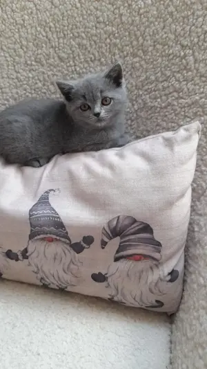 Süße BKH Kitten (blau)