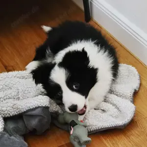 Border Collie-Welpen 