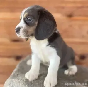 Beagle Hund