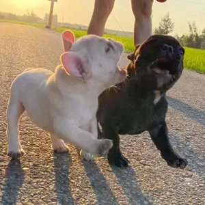 Französische Bulldoggenwelpen