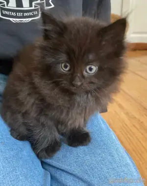 Katzenkinder