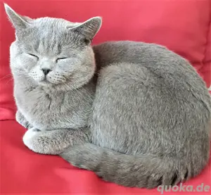 Reinrassige BKH Deckkater