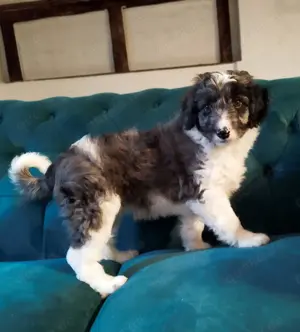 Aussiedoodle Hündin medium Auszugsbereit 