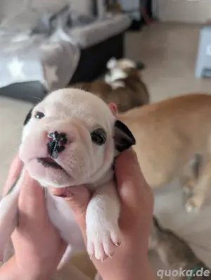 Englisch Bulldoggen Welpen 