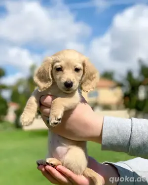 Golden Retriever Hund