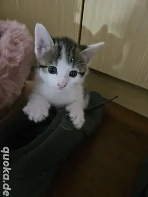 2 süße Kitten 