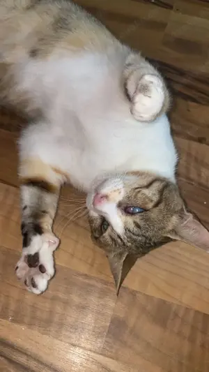 Sissy & Max   verschmustes Katzenpaar sucht Zuhause (Olching bei München) Bild 8