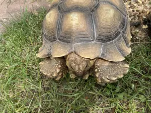 Centrochelys sulcata Weiblich 2Stück
