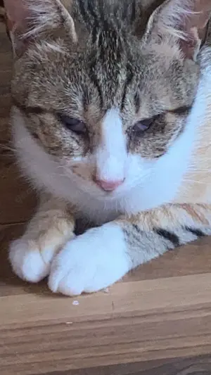 Sissy & Max   verschmustes Katzenpaar sucht Zuhause (Olching bei München) Bild 5