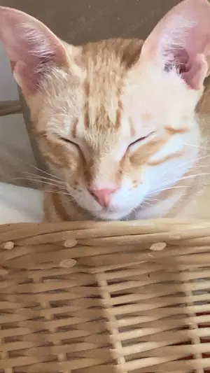 Sissy & Max   verschmustes Katzenpaar sucht Zuhause (Olching bei München) Bild 6