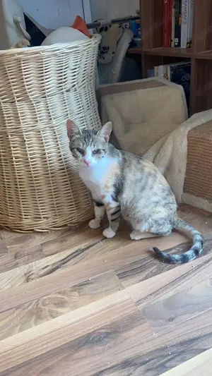 Sissy & Max   verschmustes Katzenpaar sucht Zuhause (Olching bei München) Bild 7