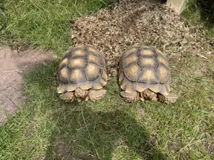 Centrochelys sulcata Weiblich 2Stück