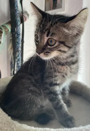 Mischlings kitten abzugeben 