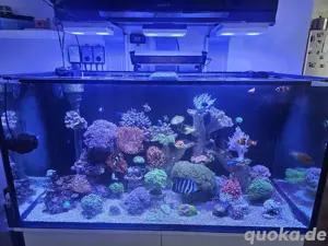 Meerwasser Aquarium komplett mit alem zubehör 