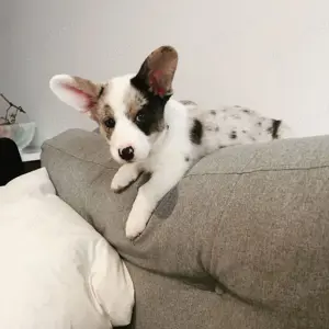 Welsh Corgi Welpen