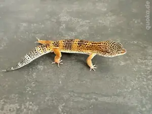 Leopardgecko Bock (Black Night het Eclipse, 04 23) abzugeben