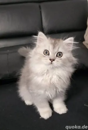 Baby katze 