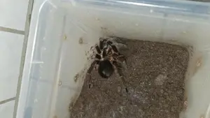 Phormictopus Cancerides Vogelspinne