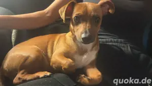 chihuahua pinscher Mischling 