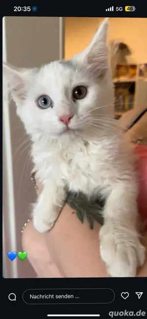 Main Coon XL